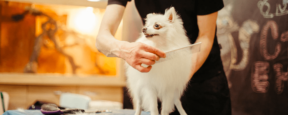 Pet Services Scheduling Software